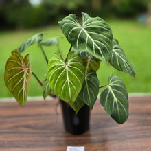 Load image into Gallery viewer, #B94 Multi-headed Philodendron Gloriosum