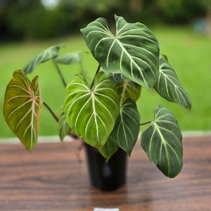#B94 Multi-headed Philodendron Gloriosum