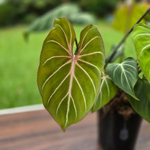 Load image into Gallery viewer, #B94 Multi-headed Philodendron Gloriosum