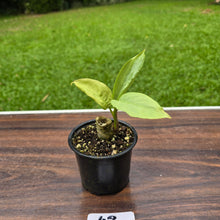 Load image into Gallery viewer, #42 Aglaonema Alumina