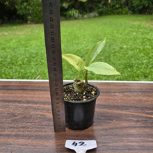 Load image into Gallery viewer, #42 Aglaonema Alumina