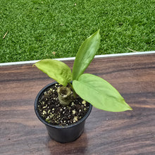 Load image into Gallery viewer, #42 Aglaonema Alumina