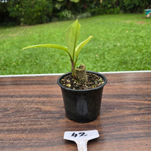 Load image into Gallery viewer, #42 Aglaonema Alumina