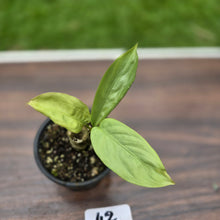 Load image into Gallery viewer, #42 Aglaonema Alumina