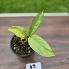 Load image into Gallery viewer, #42 Aglaonema Alumina