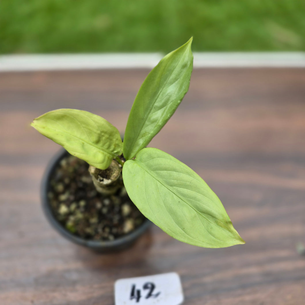 #42 Aglaonema Alumina