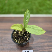 Load image into Gallery viewer, #42 Aglaonema Alumina