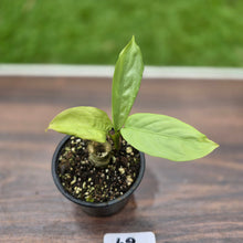 Load image into Gallery viewer, #42 Aglaonema Alumina