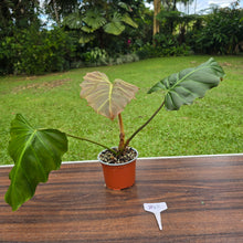 Load image into Gallery viewer, #B43 Philodendron Corsinianum / Bronze Shield