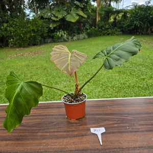 #B43 Philodendron Corsinianum / Bronze Shield