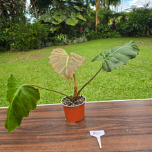 Load image into Gallery viewer, #B43 Philodendron Corsinianum / Bronze Shield