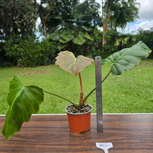 Load image into Gallery viewer, #B43 Philodendron Corsinianum / Bronze Shield