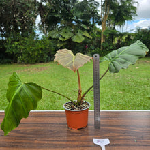 Load image into Gallery viewer, #B43 Philodendron Corsinianum / Bronze Shield