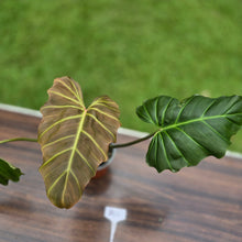 Load image into Gallery viewer, #B43 Philodendron Corsinianum / Bronze Shield