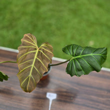 Load image into Gallery viewer, #B43 Philodendron Corsinianum / Bronze Shield