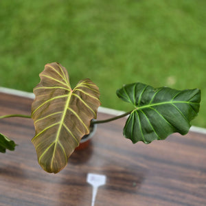 #B43 Philodendron Corsinianum / Bronze Shield