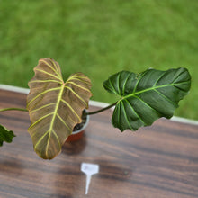 Load image into Gallery viewer, #B43 Philodendron Corsinianum / Bronze Shield