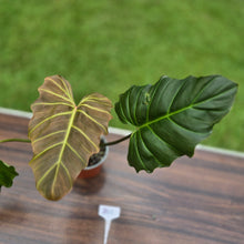 Load image into Gallery viewer, #B43 Philodendron Corsinianum / Bronze Shield