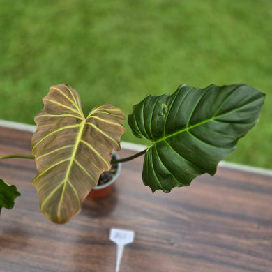 #B43 Philodendron Corsinianum / Bronze Shield