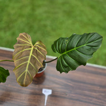 Load image into Gallery viewer, #B43 Philodendron Corsinianum / Bronze Shield