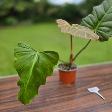 Load image into Gallery viewer, #B43 Philodendron Corsinianum / Bronze Shield
