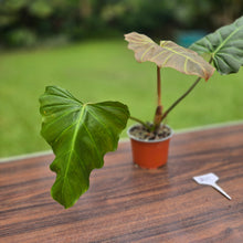 Load image into Gallery viewer, #B43 Philodendron Corsinianum / Bronze Shield