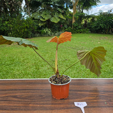 Load image into Gallery viewer, #B43 Philodendron Corsinianum / Bronze Shield