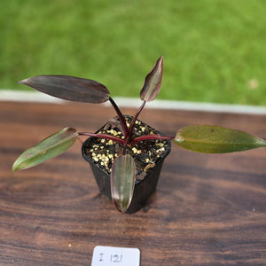 #i121 Philodendron Black Knight