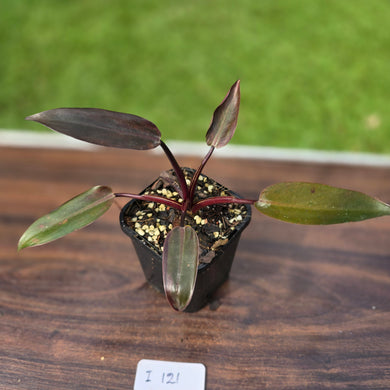 #i121 Philodendron Black Knight
