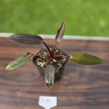 Load image into Gallery viewer, #i121 Philodendron Black Knight