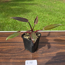 Load image into Gallery viewer, #i121 Philodendron Black Knight