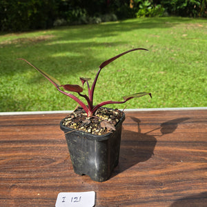 #i121 Philodendron Black Knight
