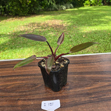 Load image into Gallery viewer, #i121 Philodendron Black Knight