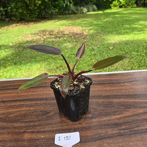 #i121 Philodendron Black Knight