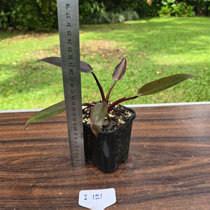 #i121 Philodendron Black Knight
