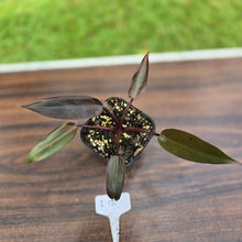 Load image into Gallery viewer, #i121 Philodendron Black Knight