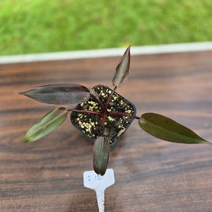 #i121 Philodendron Black Knight