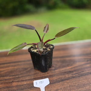 #i121 Philodendron Black Knight
