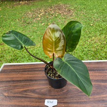 Load image into Gallery viewer, #R41 Philodendron NOID