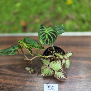 #D6 Philodendron Verrucosum + Episcia
