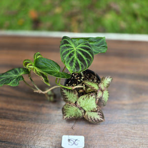#D6 Philodendron Verrucosum + Episcia