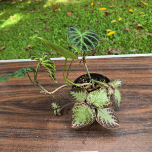 #D6 Philodendron Verrucosum + Episcia