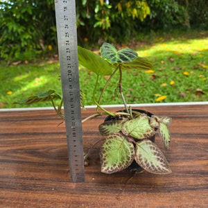 #D6 Philodendron Verrucosum + Episcia