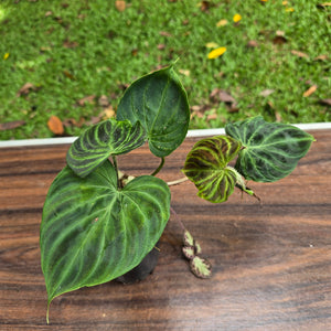 #D6 Philodendron Verrucosum + Episcia