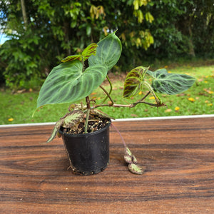 #D6 Philodendron Verrucosum + Episcia