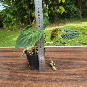 #D6 Philodendron Verrucosum + Episcia