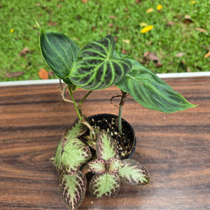 #D6 Philodendron Verrucosum + Episcia