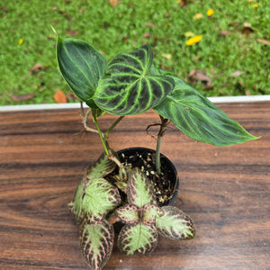 #D6 Philodendron Verrucosum + Episcia