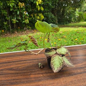 #D6 Philodendron Verrucosum + Episcia