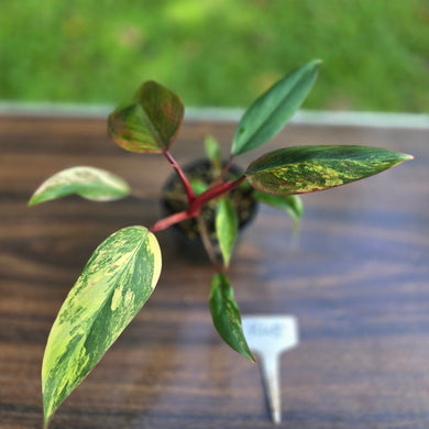 #R45 Philodendron Strawberry Shake